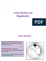 Ciclo Celular-Regulacion