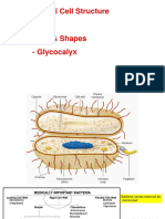 Unit 4 Bacterial Structure - Overview & Glycocalyx 2020 PDF