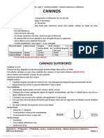 Anatomia Dental - Caninos