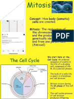 Mitosis Lecture PDF