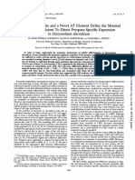 Sufficient Prespore-Specific Dictyostelium Discoideum