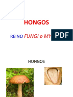 Hongos Fungi Mycota