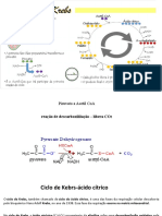 Aula Ciclo de Kebrs e Fosforilação