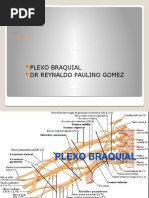 Plexo Braquial 19