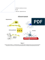 Celulas Del Cerebro