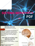 Sistema Nervioso Ii