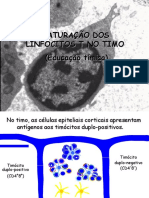 Maturação Dos Linfócitos T (Educação Tímica) Parte II