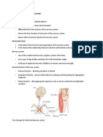 Introduction To Neuroanatomy