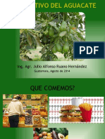 Cultivo de Palto