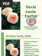 David - Austin - English - Roses