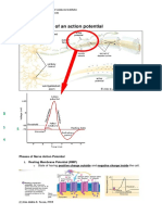 Membrane Potential Summary - Final