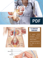 Trabajo de Eliminacion Urinaria