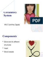 Circulatory System: MVZ Carinthia Zapata