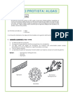 BIOLOGÍA II - El-Reino-Protista