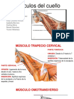 Músculos Del Cuello PDF