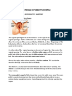 Female Reproductive System