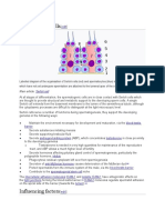 Role of Sertoli Cells