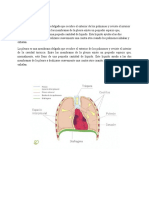 Trabajo - Patologia Pleural