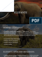 Elefante