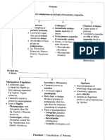 Classification of Protozoa