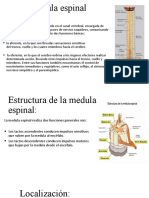 Medula Espinal