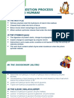 Assimilation and Digestive System
