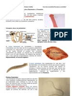 Phylum Platelmintos y Nematodos