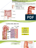 Recto-Ano-Fisura-Prolapso-Absceso - Fistula-Hemorroide-Traumatismo Rectal