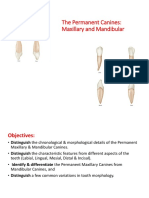 The Permanent Canines: Maxillary and Mandibular