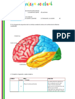 Autoevaluación Corteza Cerebral