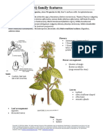 Lamiaceae (Mint) Family Features