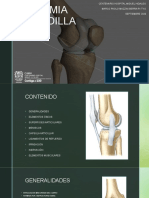 Anatomia de Rodilla