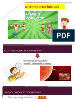 Sistema Reproductor - 5to Primaria