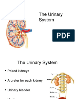 LECTURE Urinary System