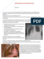 Patrones Morfológicos de La Inflamación Aguda