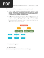 NEUROANATOMIA