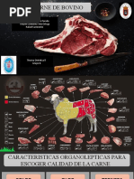 Diapositivas Cortes de Bovinos
