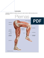 Ed. Fisica TP - Cuerpo Humano - Musculos de La Pierna