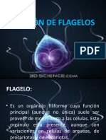 Tinción de Flagelos (Paco)