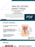 Anatomia Del Sistema Urinario y Renal PDF