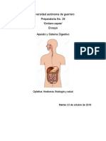 Ensayo Del Sistema Digestivo