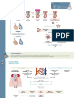 JLSM - Fisiopatología - Torsión Testicular + Varicocele