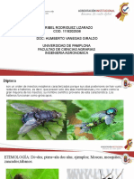 Entomologia Ordenes Subordenes.