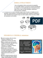 Desarrollo Cerebral Intrauterino