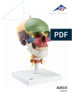 Skull PDF