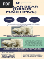 Polar Bear (Ursus Maritimus)