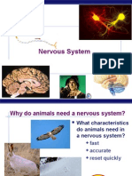 Nervous System: AP Biology