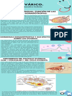 Ciclo Ovarico (Infografia) PDF