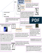 Mapa Conceptual