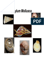 Phyllum Mollusca - CN-3